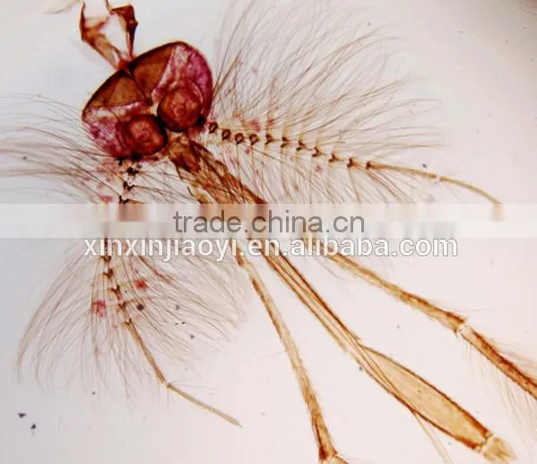 Daphnia Algae slides for education medical science study