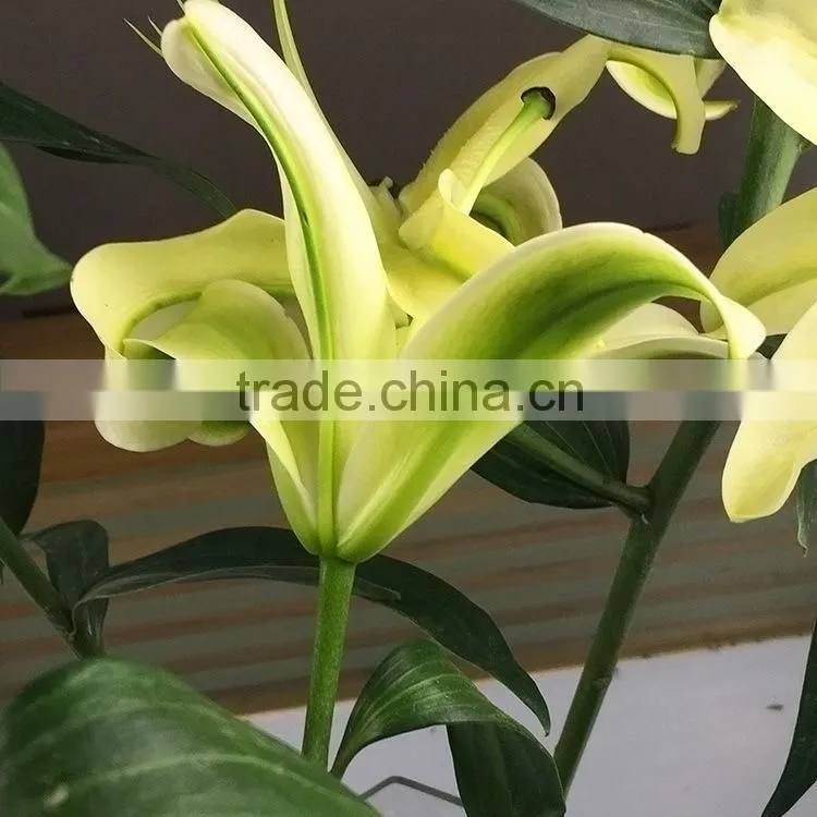 Fashion yellow king lilies flower