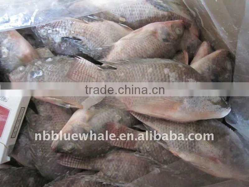 IQF Tilapia