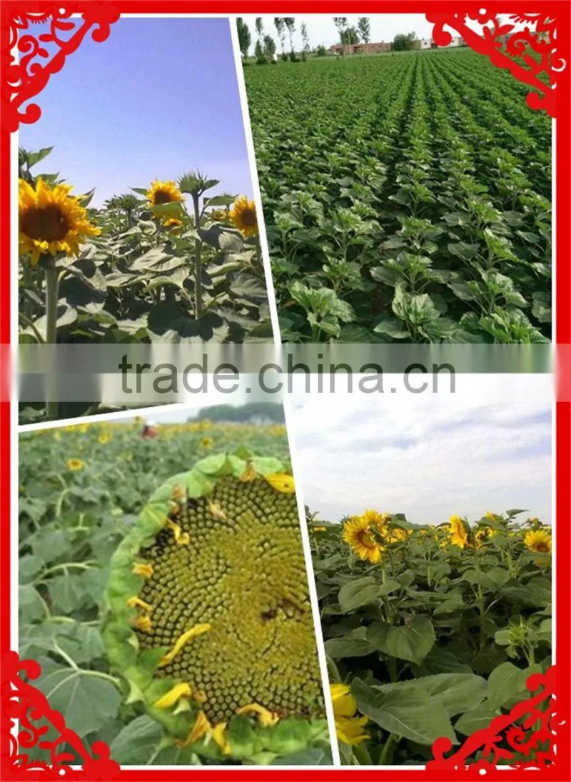 100% Broken Sunflower Kernels for birds