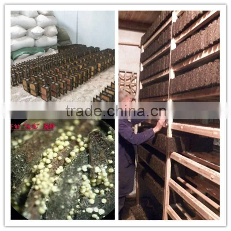 Russian Standard Slim Brick tea Golden flower dark tea wholesale and retails 400g/pc