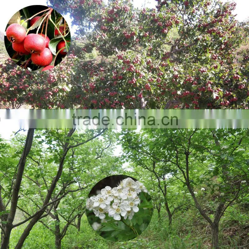 Freeze-dried Organic Hawthorn Berry herbal powder