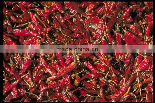 BEST RED CHILI