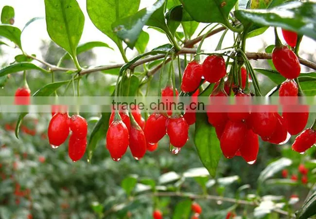 2016 new arrival organic goji berries organic