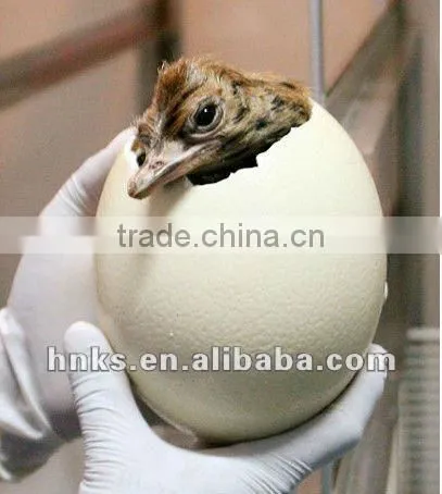ostrich egg hatching machine egg hatching machine for sale