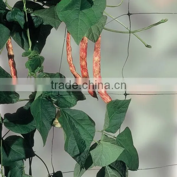Plastic Climbing Support Net----or melons, tamatoes, cucumbers, French beans, peppers