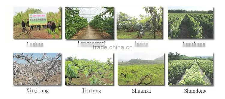 best price fresh fruit navel orange