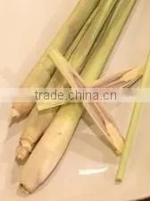 Organic fresh lemon grass Young