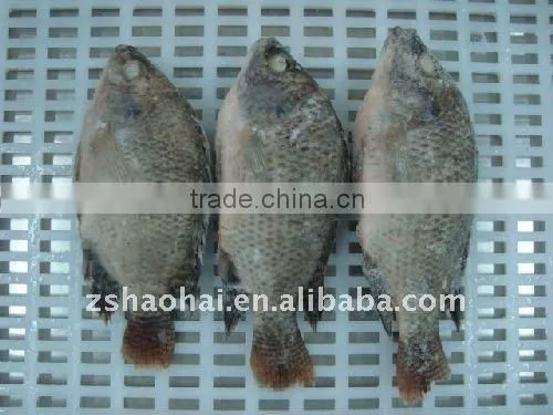 Frozen Tilapia fish W/R
