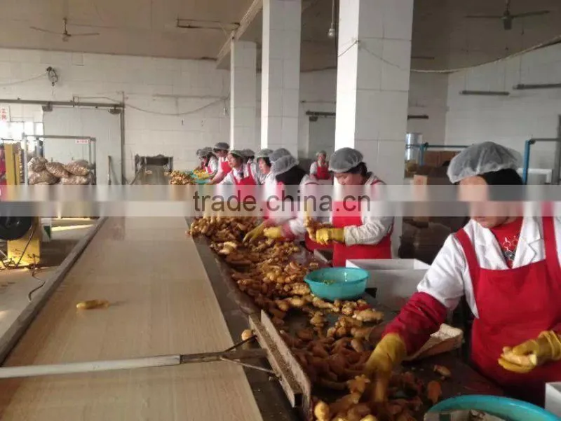 Chinese fresh ginger export price 2016