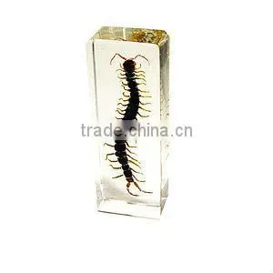 embeding specimen in resin/3D specimen