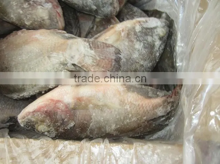 hot sale market frozen tilapia fillet price