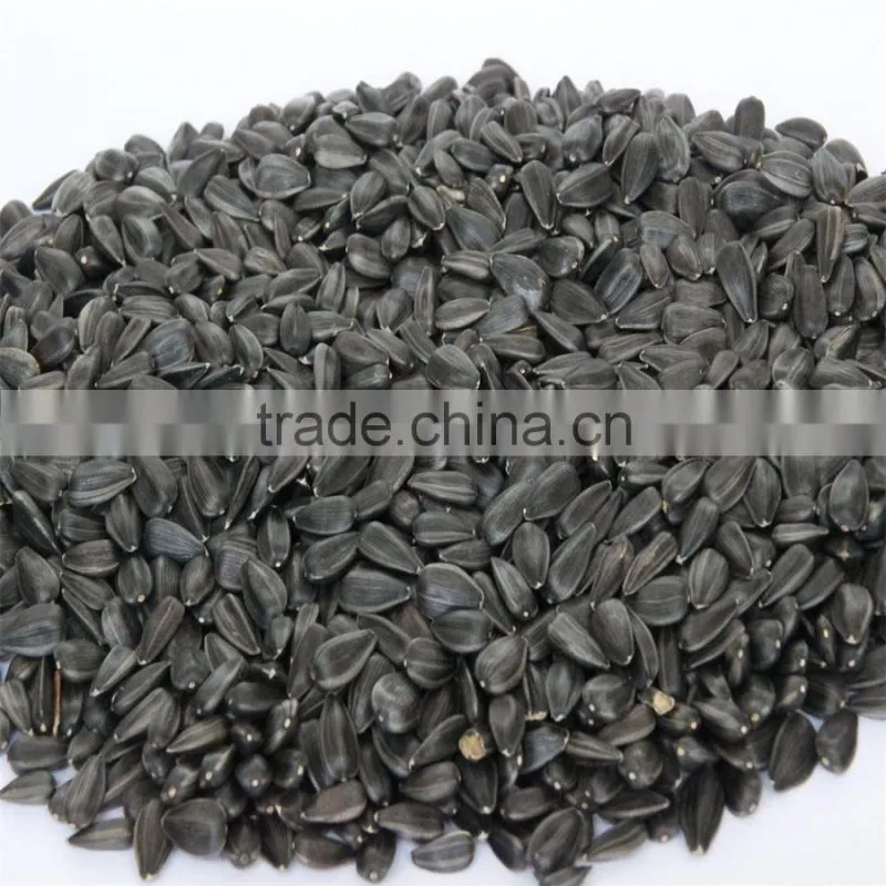 Chinese oil sunflower seeds