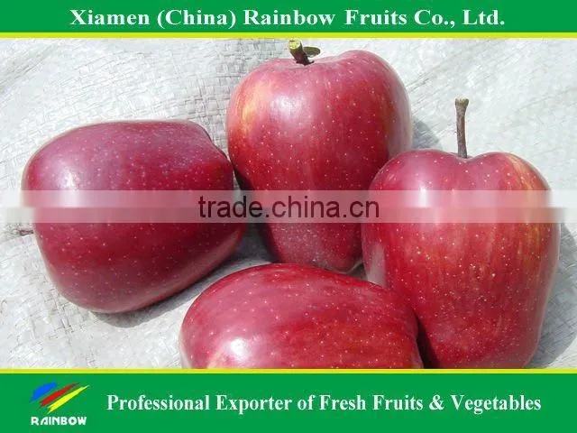 apple fruit