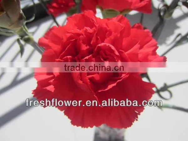 Christmas present of fresh flower named fresh carnation flower