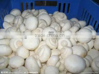hot sale mushroom sicing machine