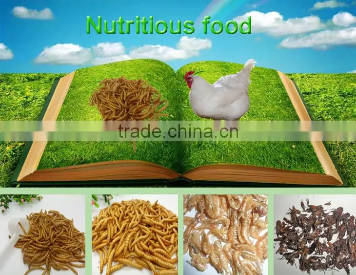 Professional Dried Mealworm for Backyard Chicken