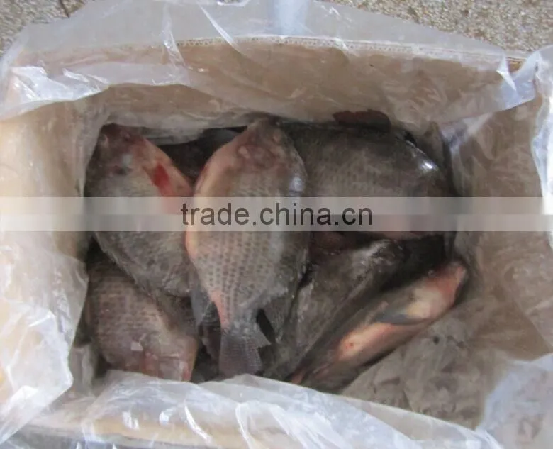 BQF good quality Tilapia whole round 200-300g 300-500g