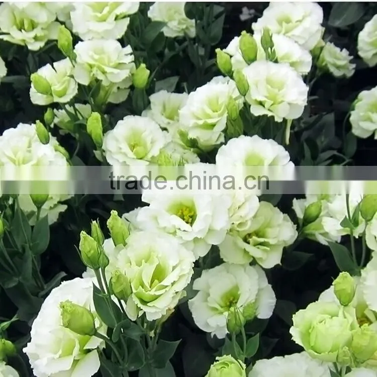 Factory Cheapest eustoma with green