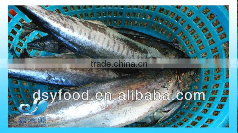 Frozen Pacific Mackerel