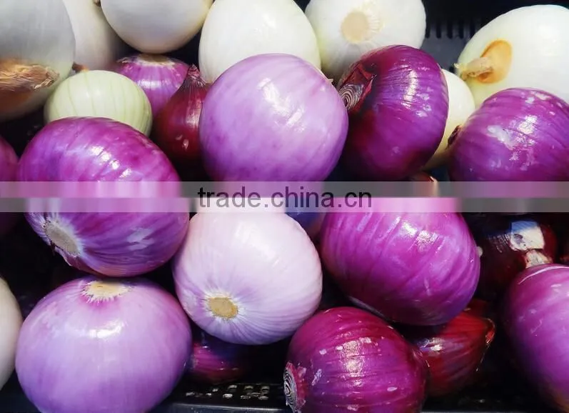 Potato/Carrot/Ginger Washer Peeler and Sorter|Onion Washing and Grading Machine
