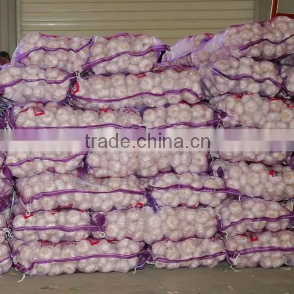 2016 new crop garlic start to be harvest