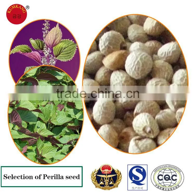 perilla seed for birds/white perilla seed for sale