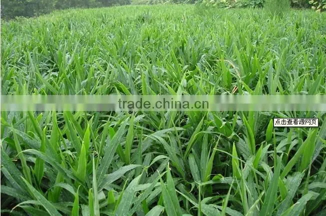 Fresh ginger price price