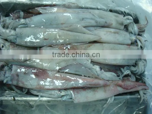 NEEDLE SQUID WHOLE