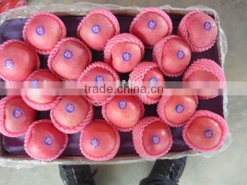 2015 shandong FUJI APPLE