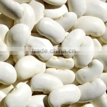 white kidney bean