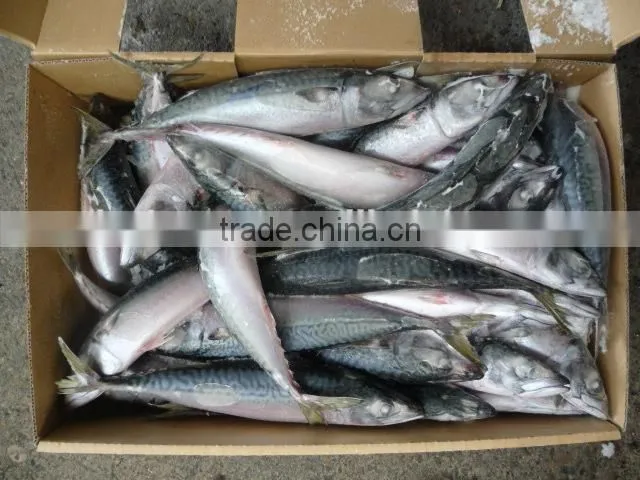 Frozen JAPAN Mackerel whole round