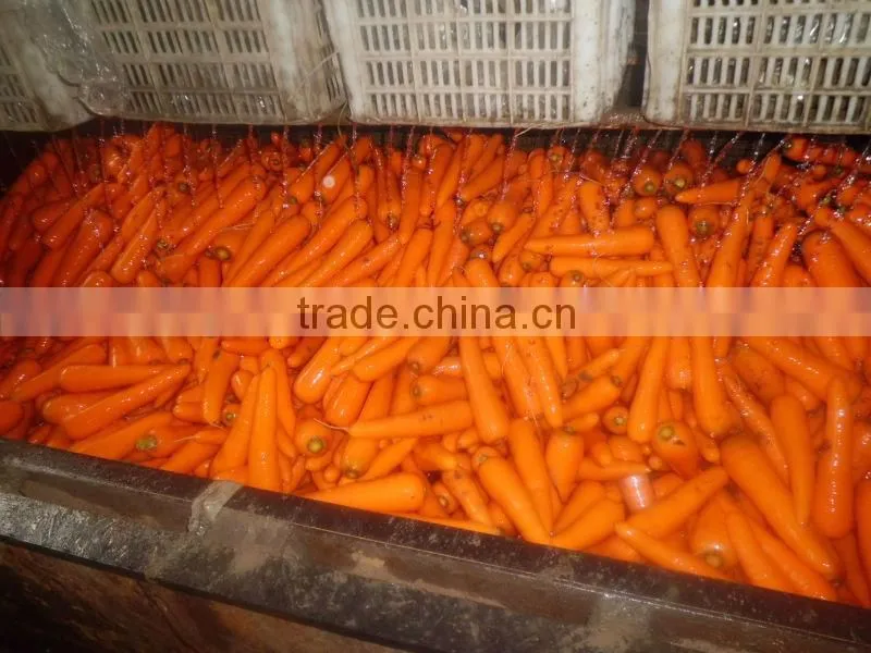 Fresh Red Carrot of 100g-150g-200g