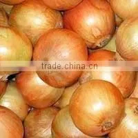 Fresh Yellow Onion