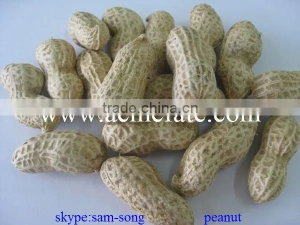 peanut in shell