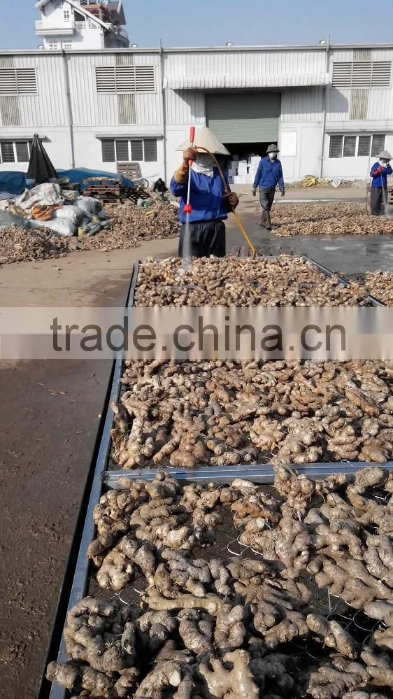 Washed Fresh Ginger from Vietnam