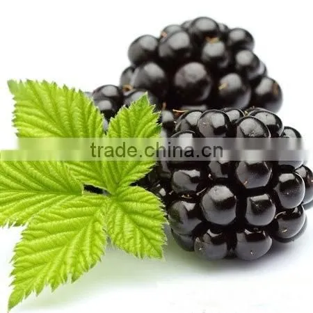 Nice Nutritonal Herbal Extract Anti-oxidant Blackberry Extract Powder with Anthocyanidins 25% ,Anthocyanins 1-25%