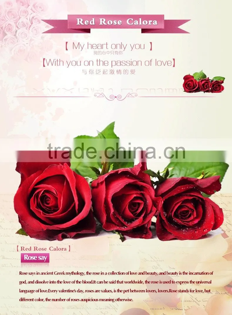 Export cut fresh flower of red rose flower from china