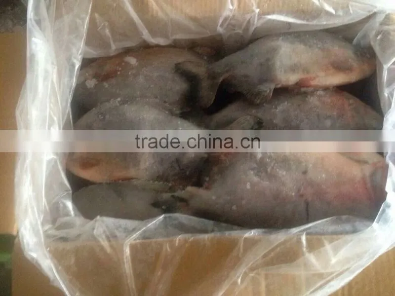 Black Pomfret
