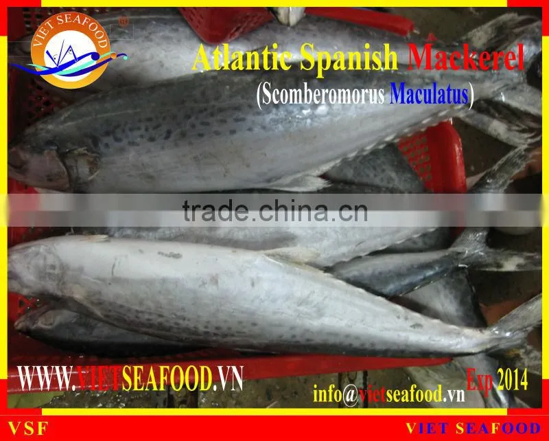 FROZEN W/R ATLANTIC SPANISH MACKEREL