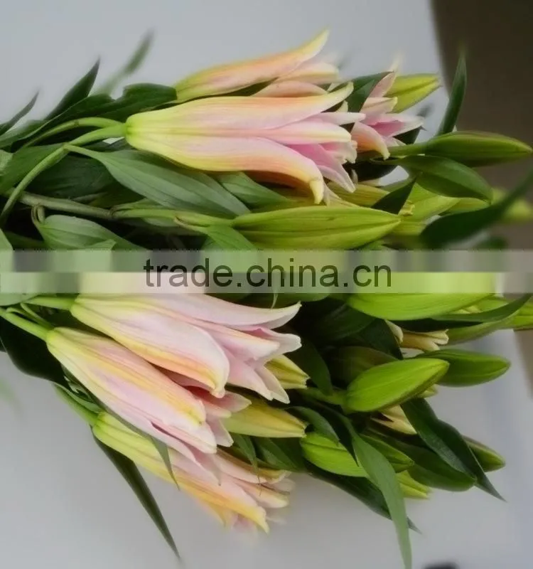 New sorbonne export lilies fresh cut flowers