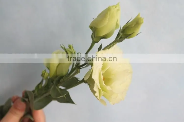 Wide varieties new coming beautiful hybrid eustoma grandiflorum