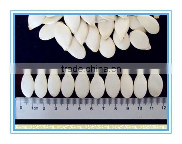 2015, Chinese Snow White Pumpkin Seeds supply directly from factory