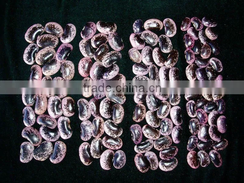 Low price large white kidney beans