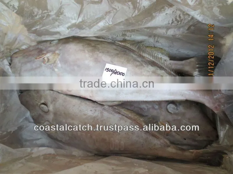 LEATHER JACKET FISH FROZEN
