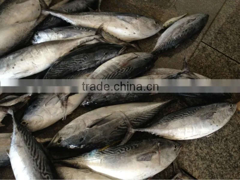 bonito fish with prices
