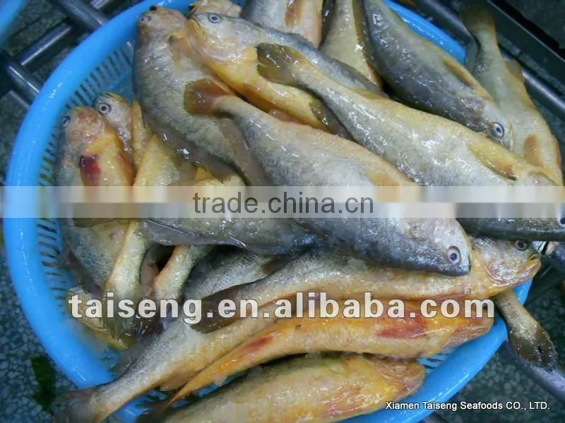Frozen Big Size Farm Raised Yellow Croaker