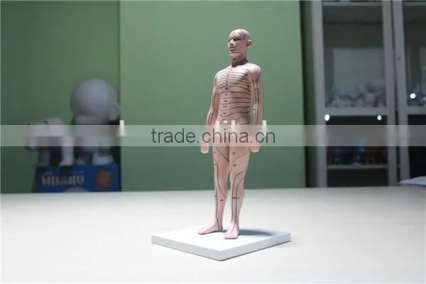 custom human boby model,human torso model ,plastic high quality injection model toy