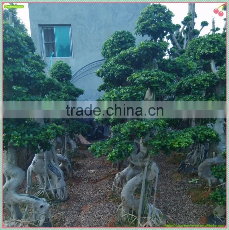 Ficus microcarpa bonsai big ficus bonsai outdoor ficus China ficus