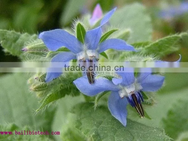 Borage Seed Oil with GMP